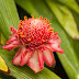 _MG_2418.jpg, Jardin de Balata, Martinique, mai 2009