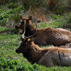 Elk resting in a meadow