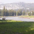 A deer in Tuolumne Meadow