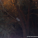 Owl on Clayton Campus