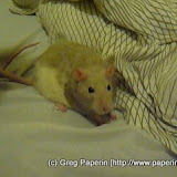 Misc 2008 Videos