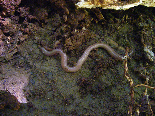 big fat worm