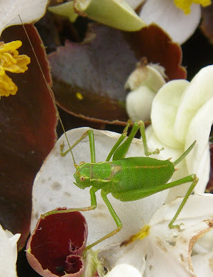 grass hopper