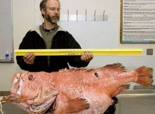 a-animal-oddities-7