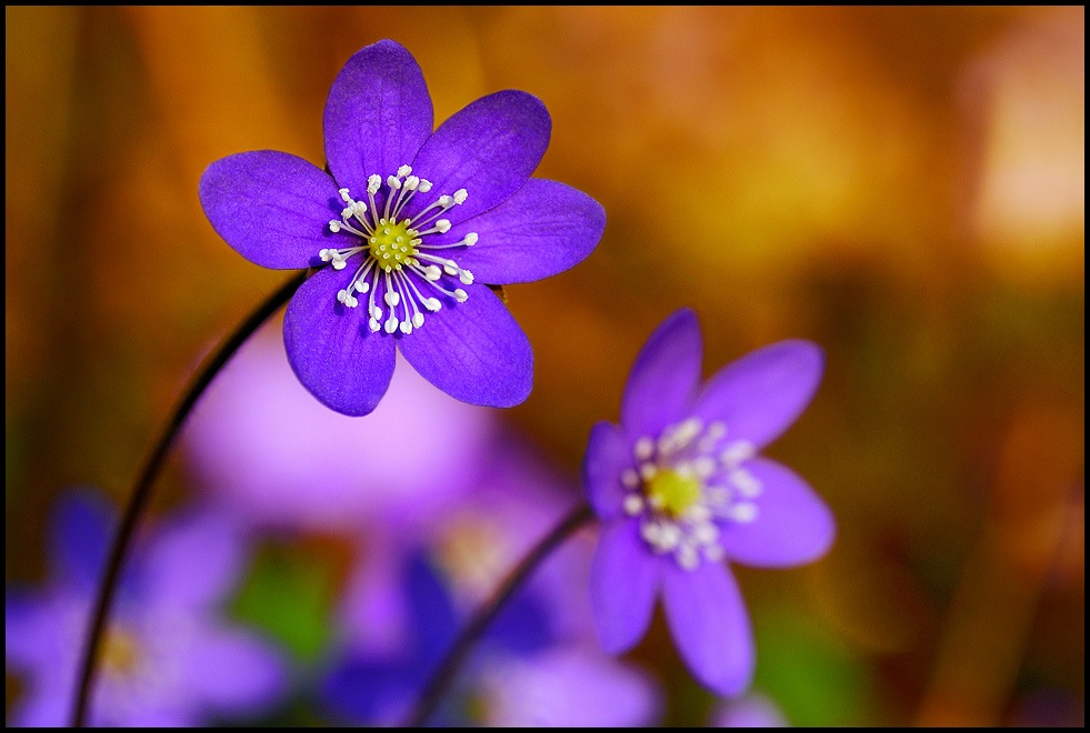 [Spring_flowers_by_eswendel[7].jpg]