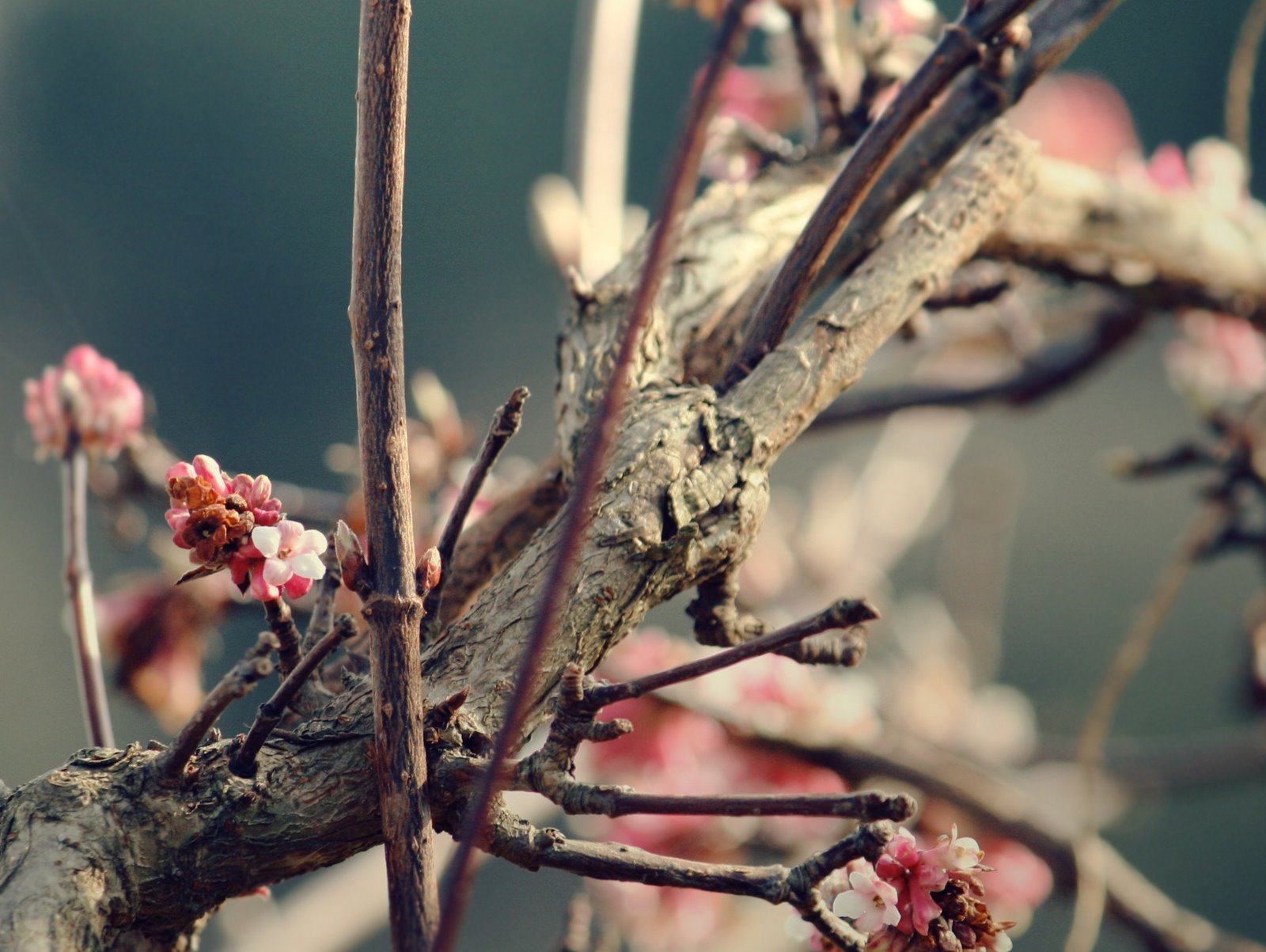 [signs_of_spring_by_LittleBlackUmbrella[4].jpg]