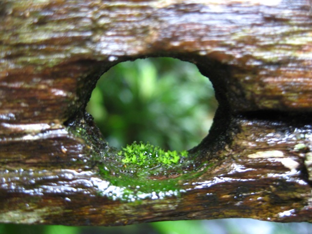 [Algae[2].jpg]