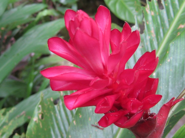 [Bromeliad[2].jpg]