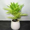 [Hydroculture plant[5].jpg]