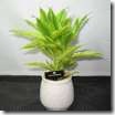 Hydroculture plant