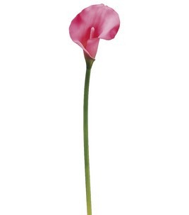 [silk-calla-lily.jpg]