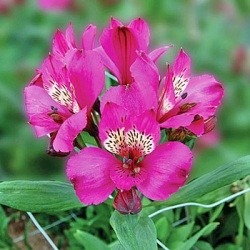 [alstroemeria3.jpg]