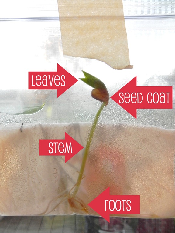 [bean-seedling-labels5.jpg]