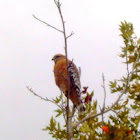 Red Shouldered Hawk
