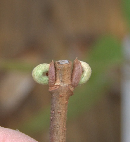 [Rooting Viburnum from Hardwood Cuttings Leaf Buds-3[9].jpg]