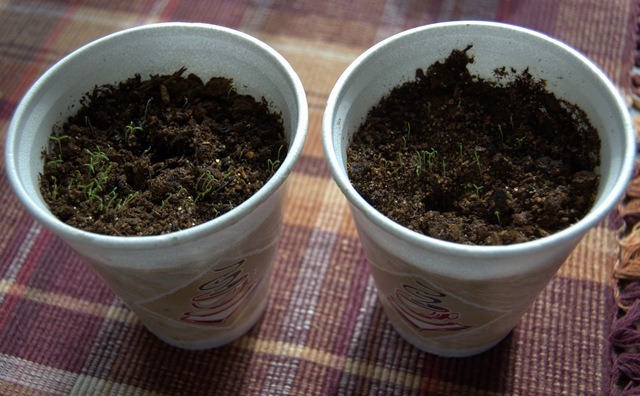 [Styrofoam Coffee Cups for Seed Planting 1-2010-2[7].jpg]
