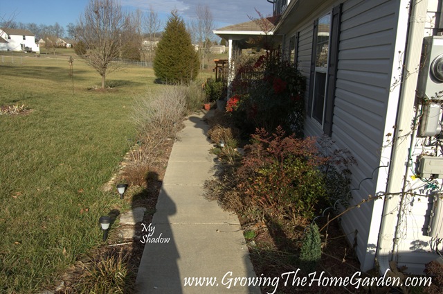 [Front Sidewalk Garden in January  1-2010-1[1].jpg]