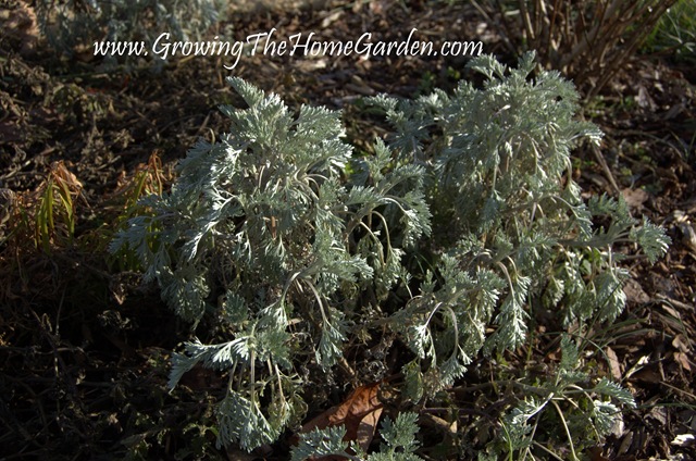 ['Powis Castle' Artemisia in January 1-2010-2[5].jpg]