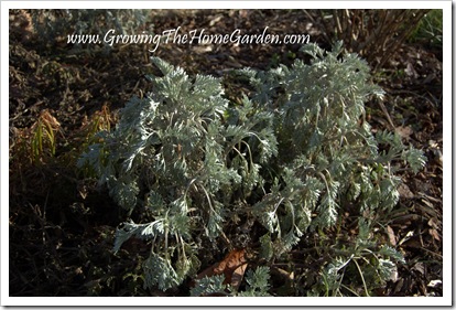 'Powis Castle' Artemisia in January 1-2010-2 'Powis Castle' Artemisia in January 1-2010-2