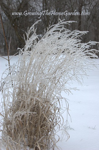 [Panicum virgatum 'Shenandoah' Switchgrass encased in ice 1-2010-1[7].jpg]