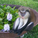 grenada attractions  Grenadas Belmont Estate in Pictures