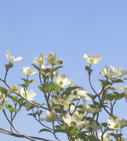 dogwood blossoms as seen through my kitchen window