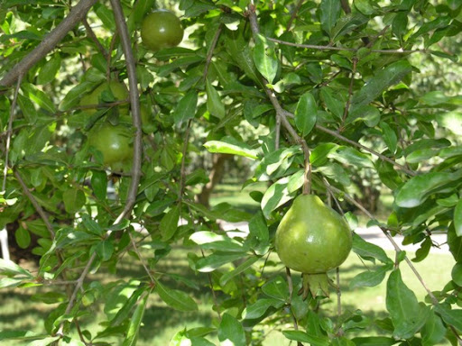 Флора