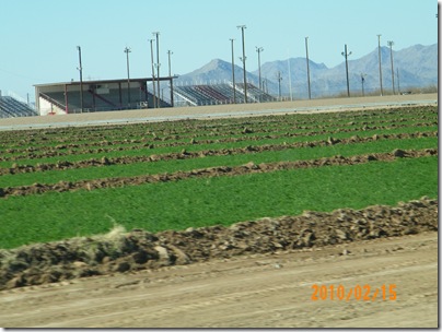 the alfalfa field where the sheep have been; round track grandstands in the background