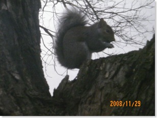 our resident squirrel