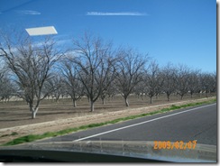 pecan orchard on AZ-287