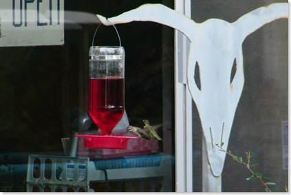 hummingbirds feeding