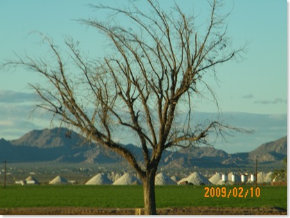 hills of cotton behind... dead tree