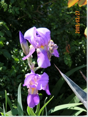 orchid iris