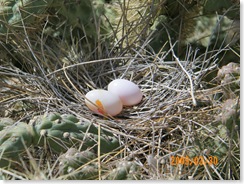 dove eggs; one is cracking