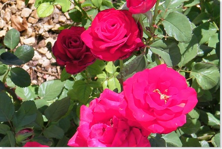 Linnea's roses