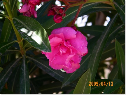 rose pink oleander