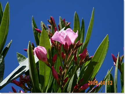 pale pink oleander