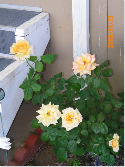 Averil Cox's roses