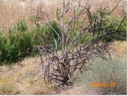 Bill Williams WNR - dead tree
