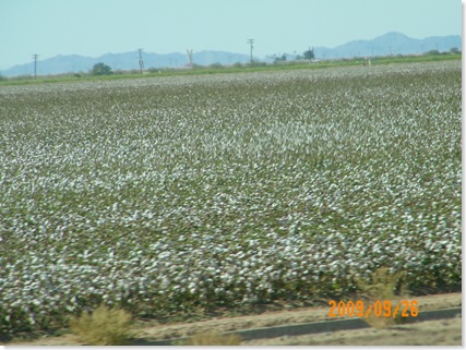 cotton is ready to be picked