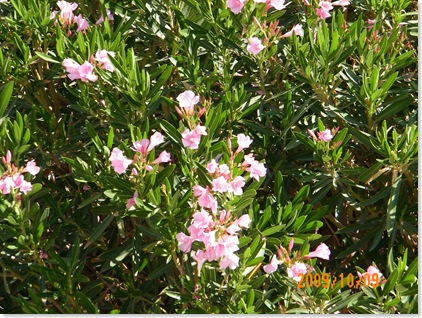 oleander blooms