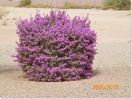 purple sage