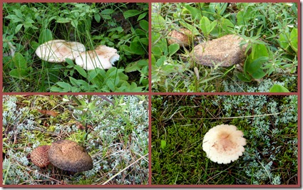 2010 July 28 Whitefish Point Cemetery mushrooms1-1
