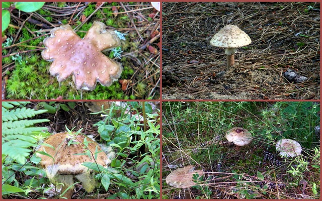 [2010 July 28 Whitefish Point Cemetery mushrooms5-1[3].jpg]