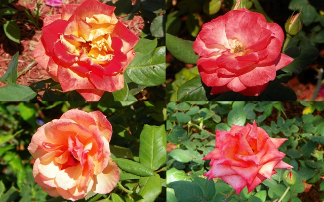 [2011 Apr 6 TOT roses3-1[3].jpg]