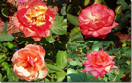 2011 Apr 6 TOT roses3-1