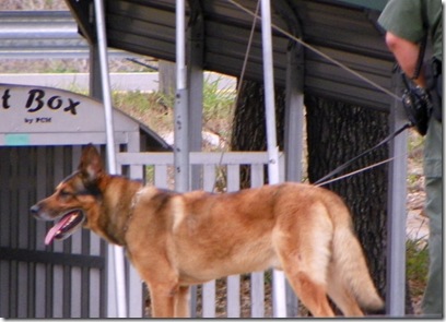 border patrol dug dog