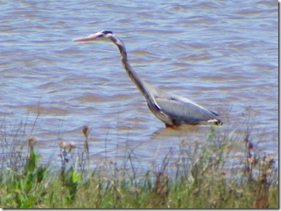 crane in the lake