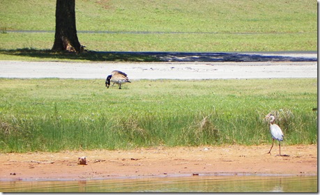 going to visit the geese.