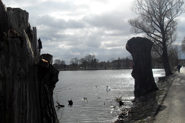beskæring ved Damhussøen - april 2010